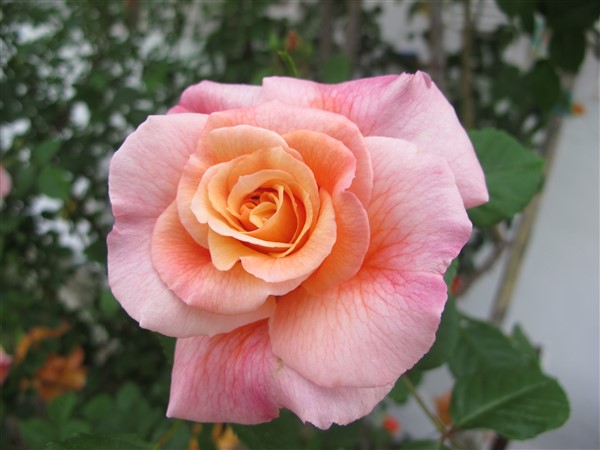 Name:  IMG_0738 (600 x 450).jpg
Views: 479
Size:  55.2 KB