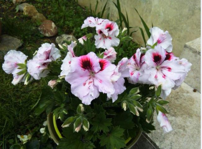 Name:  sar1.jpg
Views: 344
Size:  52.2 KB