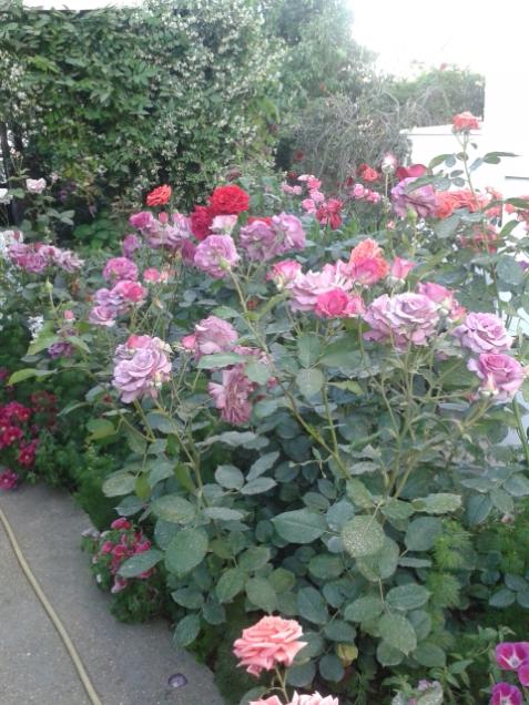 Name:  20170510_183401.jpg
Views: 151
Size:  64.3 KB