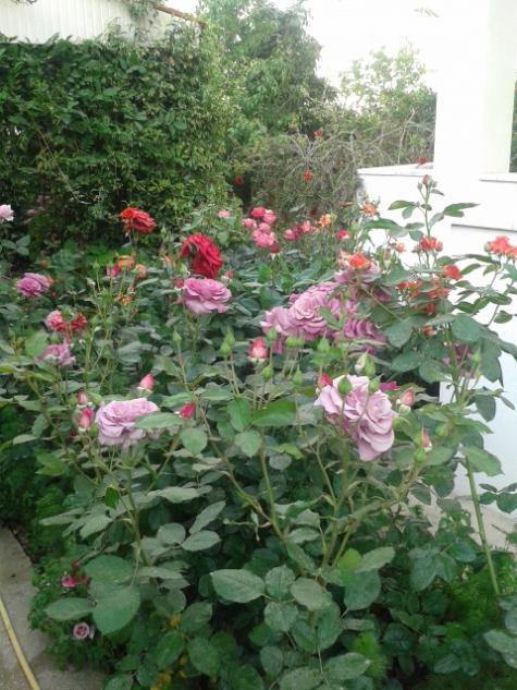 Name:  20170504_185825.jpg
Views: 167
Size:  64.5 KB