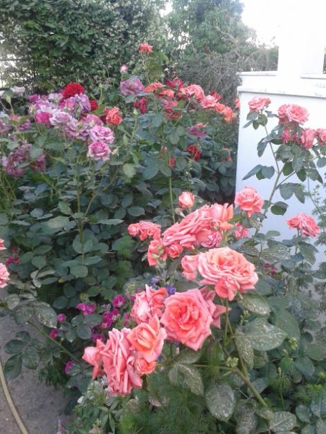 Name:  20170510_184151.jpg
Views: 146
Size:  64.8 KB