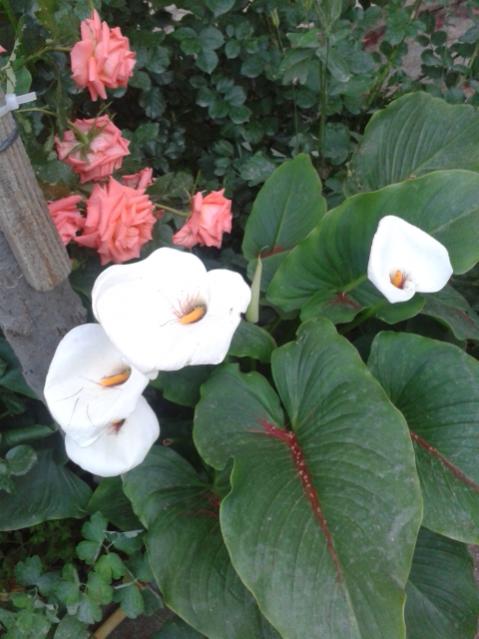 Name:  20170510_195749.jpg
Views: 532
Size:  43.3 KB