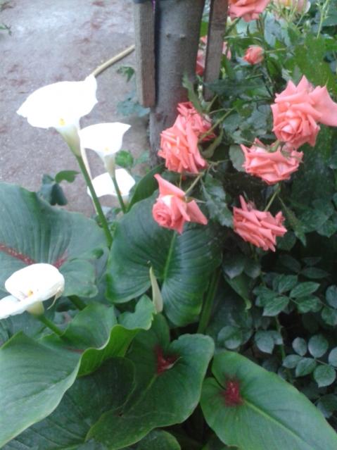 Name:  20170510_195736.jpg
Views: 533
Size:  43.7 KB