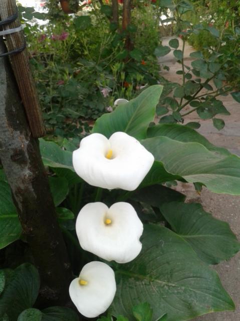 Name:  20170504_185850.jpg
Views: 531
Size:  43.5 KB
