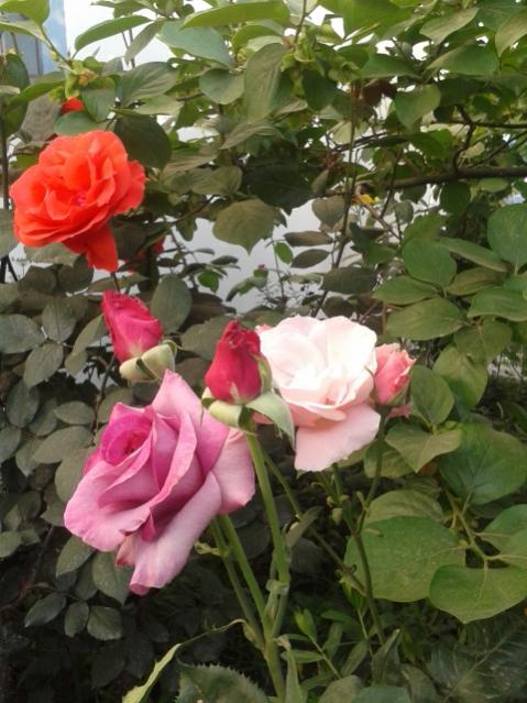 Name:  20170504_190021.jpg
Views: 482
Size:  54.6 KB