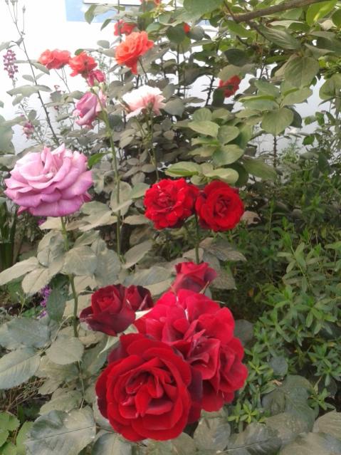 Name:  20170504_190031.jpg
Views: 490
Size:  60.9 KB