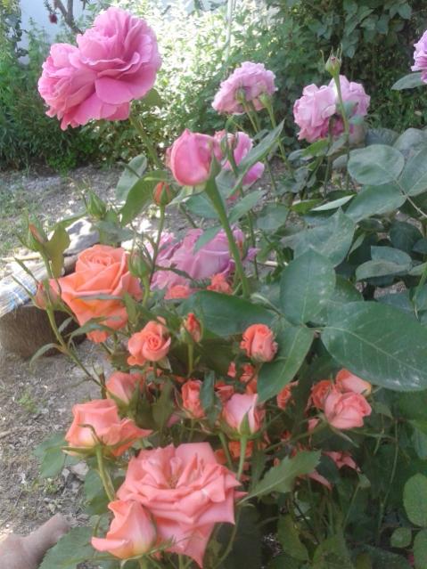 Name:  20170504_154644.jpg
Views: 483
Size:  58.4 KB