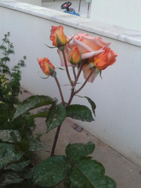 Name:  20170510_195800.jpg
Views: 472
Size:  34.0 KB