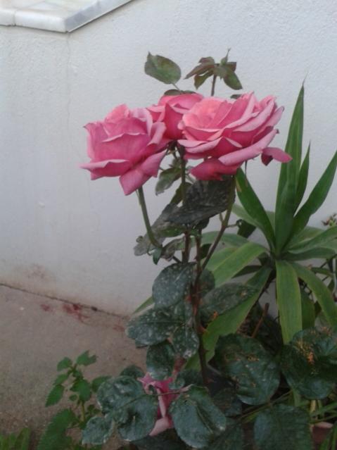 Name:  20170510_195756.jpg
Views: 471
Size:  35.2 KB