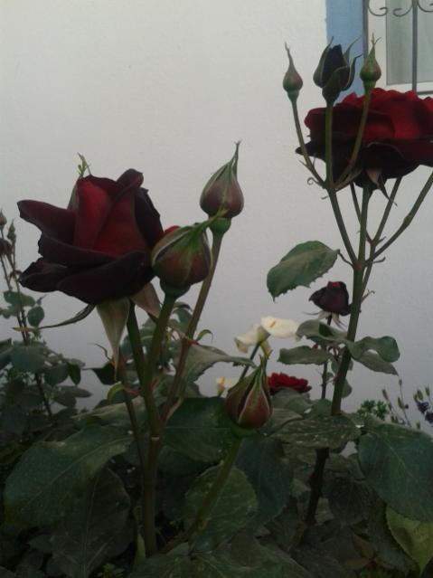 Name:  20170429_192917.jpg
Views: 502
Size:  32.4 KB