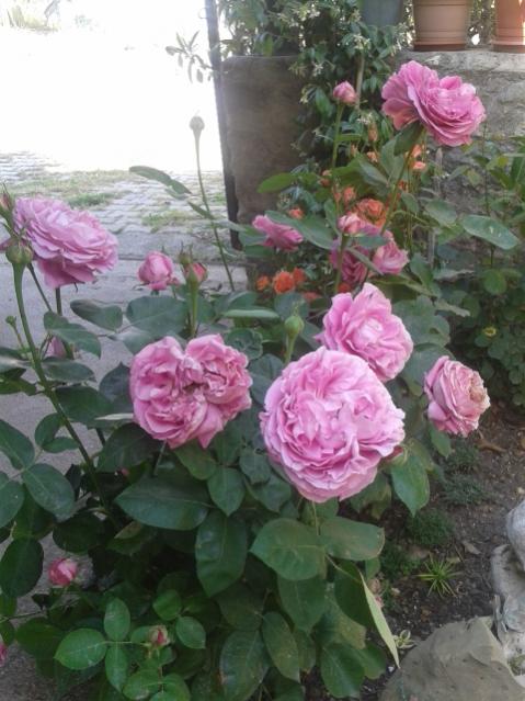 Name:  20170504_154632.jpg
Views: 463
Size:  51.0 KB