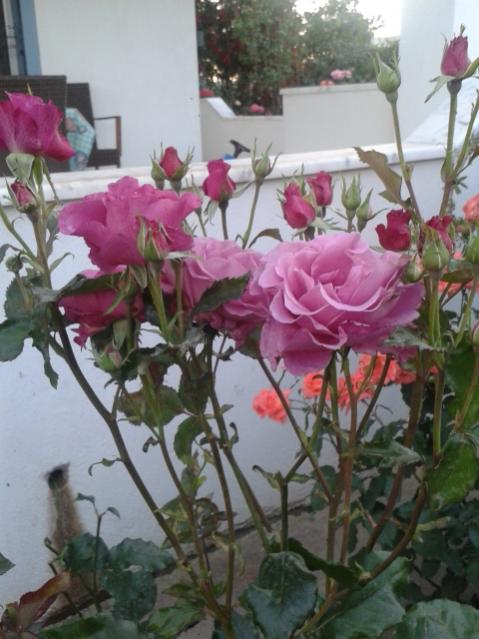 Name:  20170510_200107.jpg
Views: 481
Size:  48.3 KB