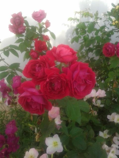 Name:  20170508_071646.jpg
Views: 471
Size:  35.9 KB