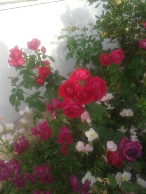 Name:  20170508_071707.jpg
Views: 462
Size:  38.0 KB