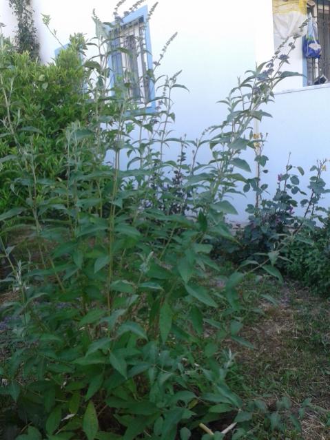 Name:  20170510_183153.jpg
Views: 478
Size:  56.9 KB
