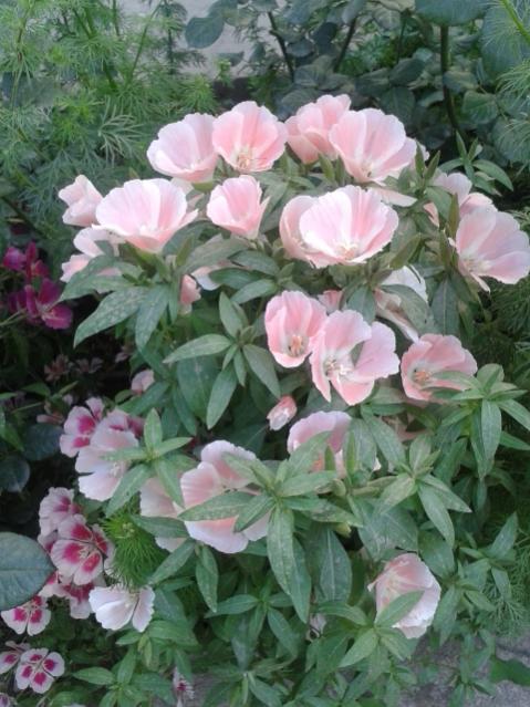 Name:  20170510_183333.jpg
Views: 475
Size:  56.8 KB