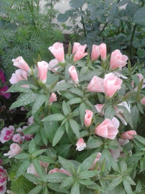 Name:  20170510_200508.jpg
Views: 466
Size:  53.8 KB