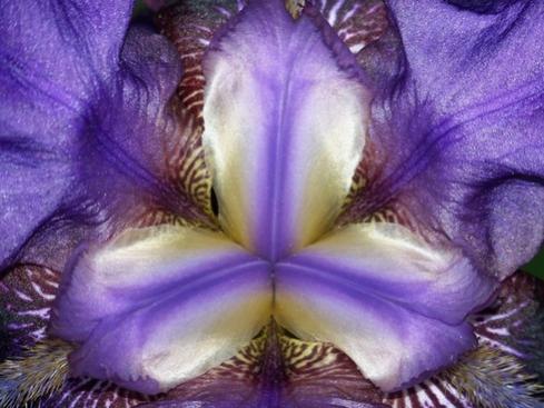 Name:  inside_an_iris_195389.jpg
Views: 293
Size:  34.1 KB