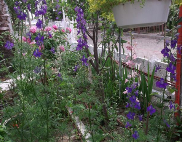 Name:  DSCF0351.jpg
Views: 622
Size:  70.5 KB