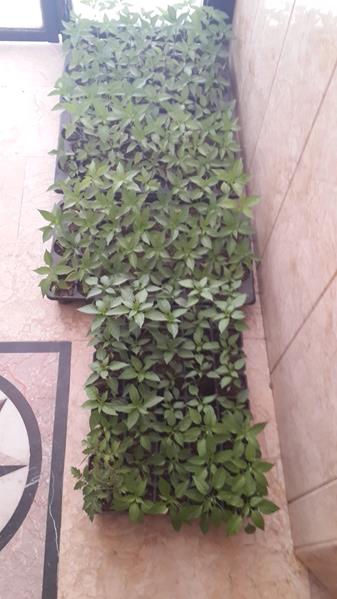 Name:  20170514_125915 (Copy).jpg
Views: 697
Size:  39.7 KB