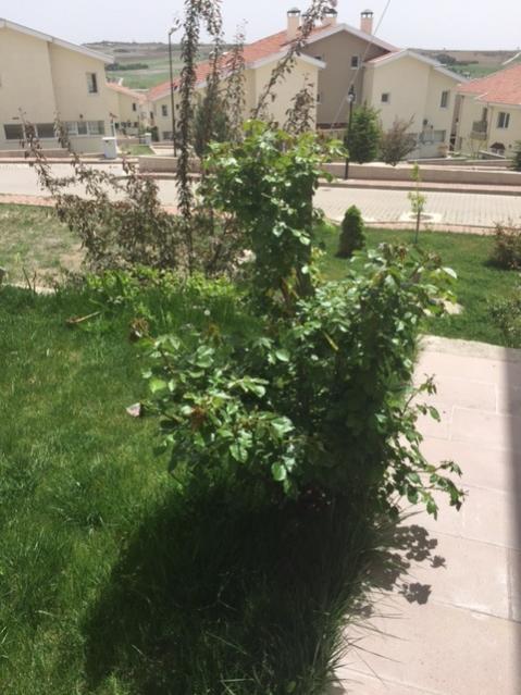 Name:  1236.jpg
Views: 476
Size:  54.0 KB