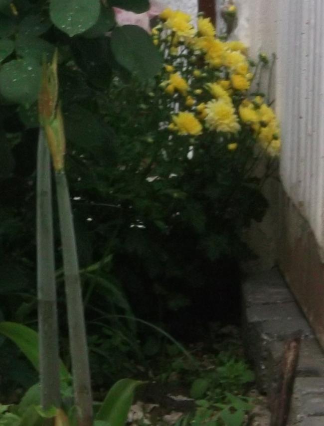 Name:  DSCF0374.jpg
Views: 513
Size:  48.0 KB
