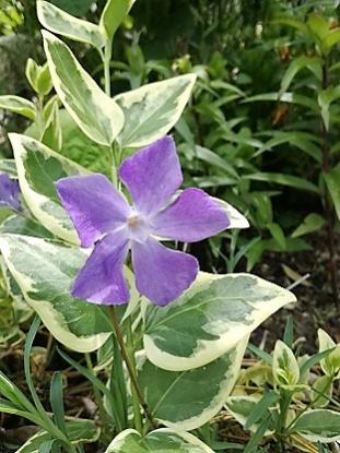 Name:  c. menekesi.jpg
Views: 567
Size:  31.7 KB
