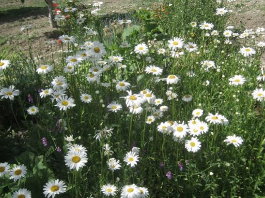 Name:  papatya.jpg
Views: 604
Size:  60.8 KB