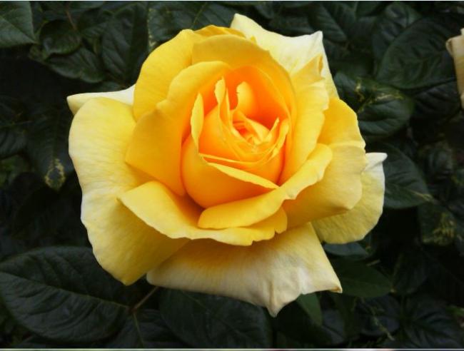 Name:  gu.jpg
Views: 519
Size:  34.6 KB