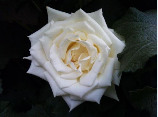 Name:  gu4.jpg
Views: 501
Size:  25.4 KB
