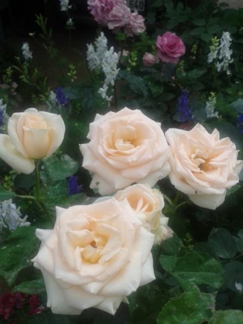Name:  20170519_113350.jpg
Views: 408
Size:  36.2 KB