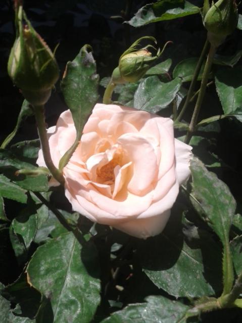 Name:  20170514_121115.jpg
Views: 411
Size:  41.3 KB