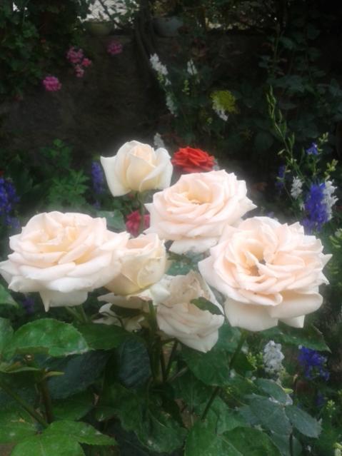 Name:  20170519_113503.jpg
Views: 430
Size:  37.0 KB