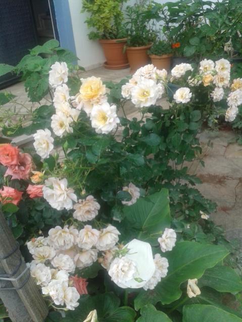 Name:  20170519_113931.jpg
Views: 443
Size:  52.5 KB