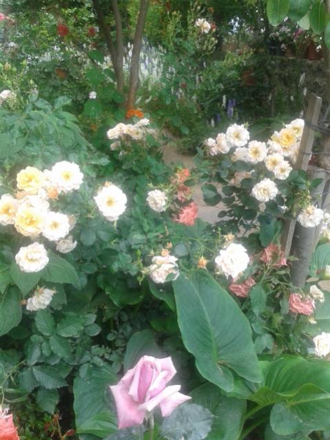 Name:  20170519_113648.jpg
Views: 418
Size:  56.7 KB
