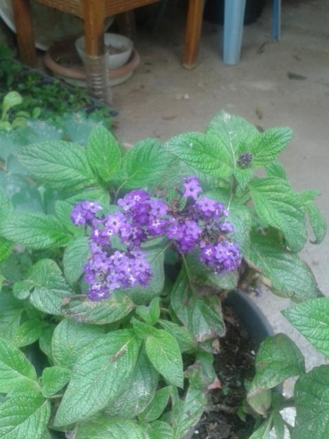 Name:  20170519_115244.jpg
Views: 661
Size:  45.6 KB