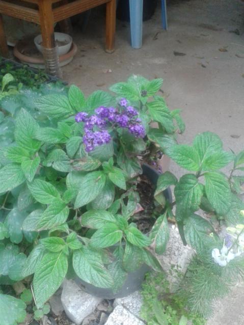 Name:  20170519_115239.jpg
Views: 406
Size:  46.6 KB