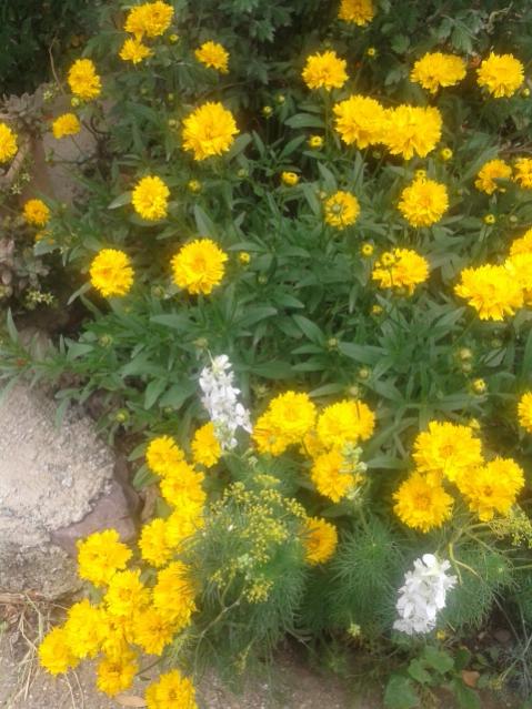 Name:  20170519_114042.jpg
Views: 414
Size:  60.0 KB