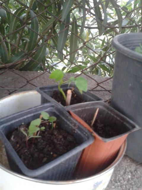 Name:  20170510_200150.jpg
Views: 416
Size:  45.6 KB