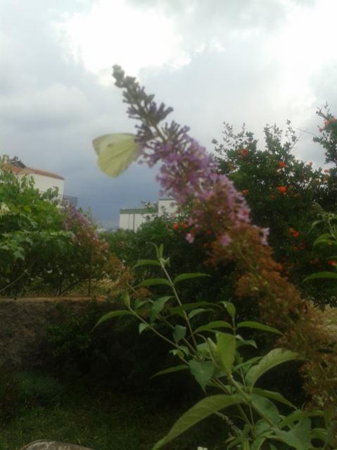 Name:  20170519_115542.jpg
Views: 419
Size:  34.9 KB