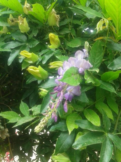Name:  20170519_114805.jpg
Views: 418
Size:  52.2 KB