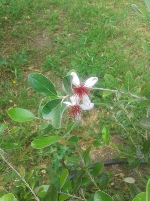 Name:  20170519_112831.jpg
Views: 443
Size:  53.5 KB