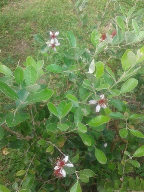 Name:  20170519_112756.jpg
Views: 412
Size:  56.7 KB