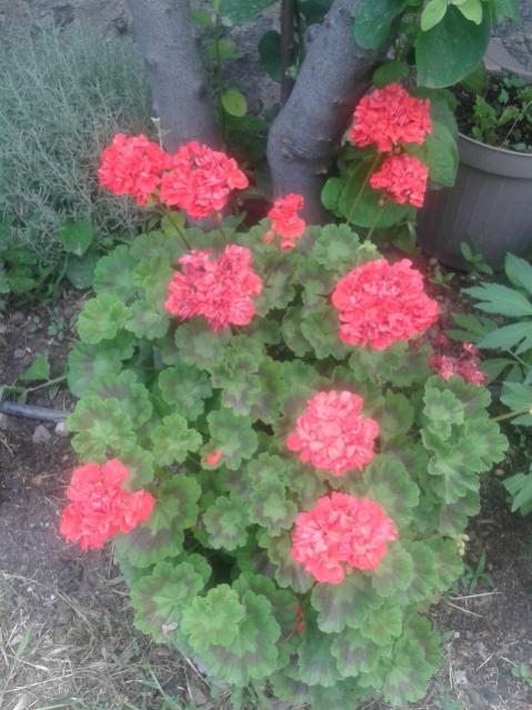 Name:  20170519_113027.jpg
Views: 412
Size:  53.4 KB