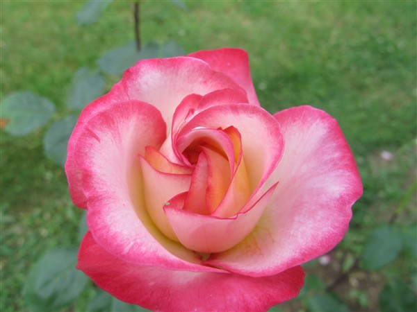 Name:  IMG_0942 (600 x 450).jpg
Views: 558
Size:  49.6 KB