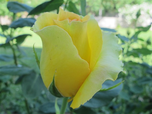 Name:  IMG_0972 (600 x 450).jpg
Views: 559
Size:  46.1 KB