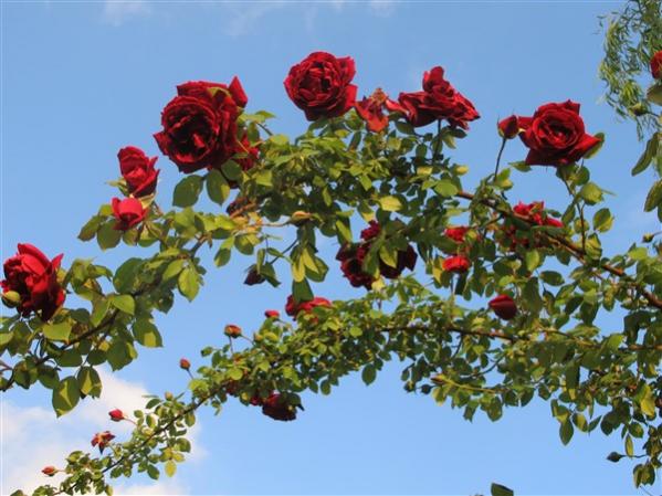 Name:  IMG_0782 (600 x 450).jpg
Views: 625
Size:  52.0 KB