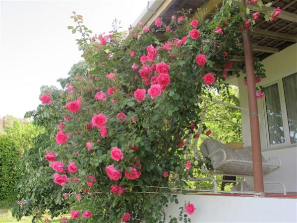 Name:  IMG_0840 (600 x 450).jpg
Views: 591
Size:  54.3 KB