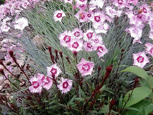 Name:  karanfil-gaura.jpg
Views: 486
Size:  70.9 KB