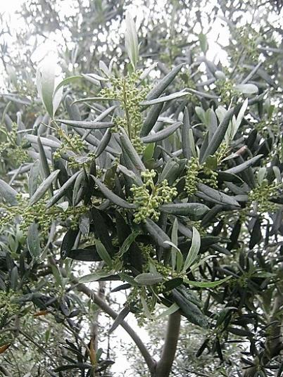 Name:  zeytin.jpg
Views: 464
Size:  67.9 KB
